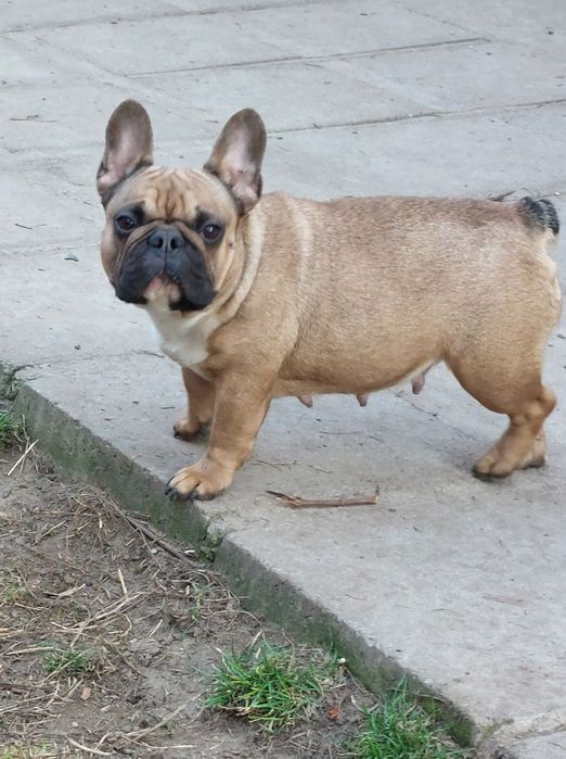 Недорого гарна сука французького бульдога