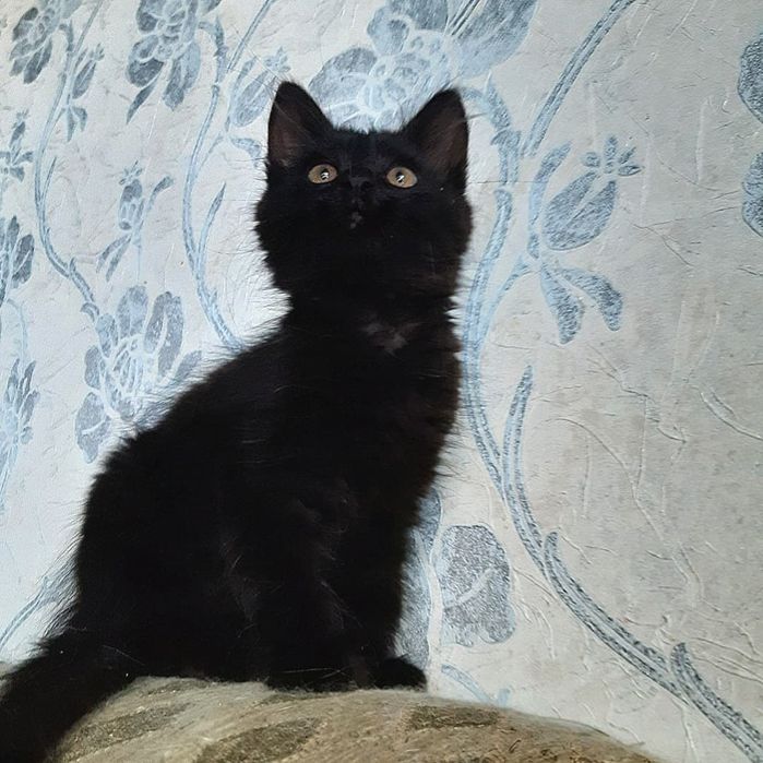 Подарую гарненьких кошенят