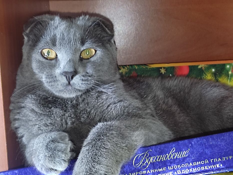 Бронь Шотландські кошенята