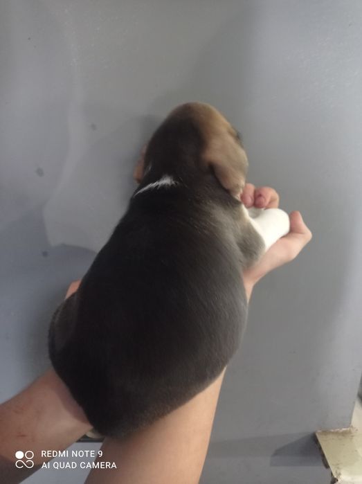 Біглята шукають родину