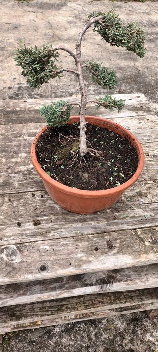 Bonsai, pre-bonsai, jałowiec formowany.