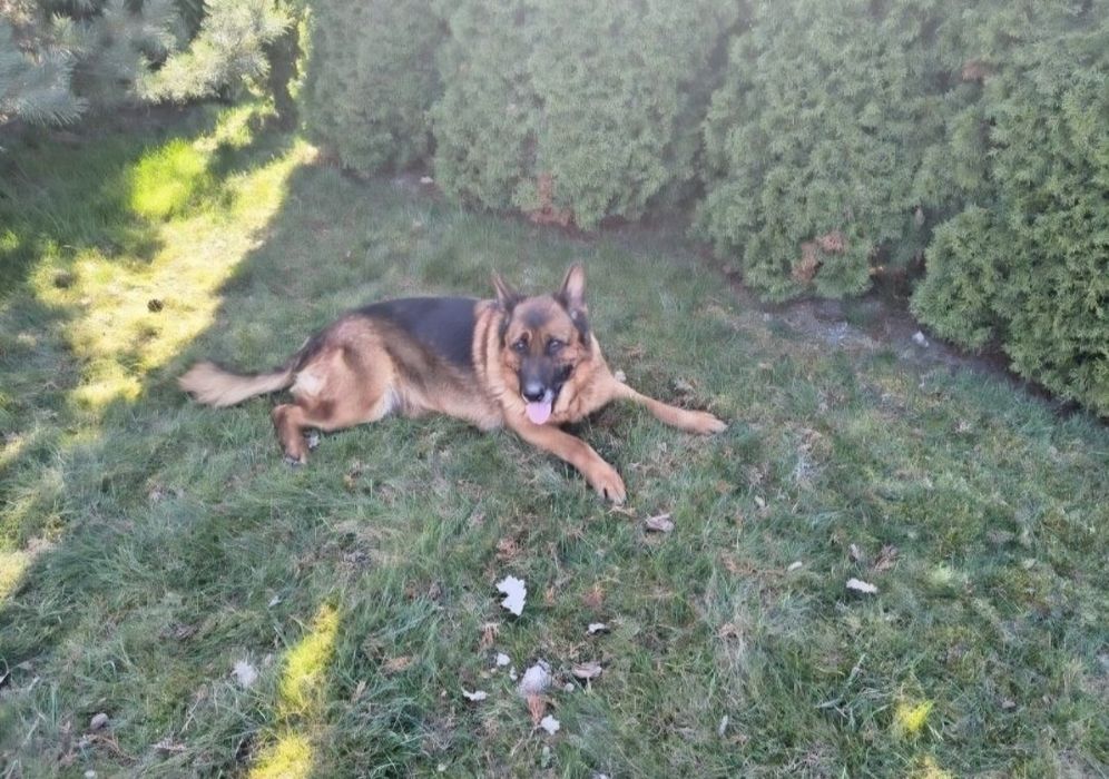 Oddamy za darmo sunie owczarke