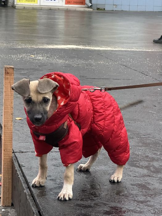 дівчинка 2,5 міс шукає дім