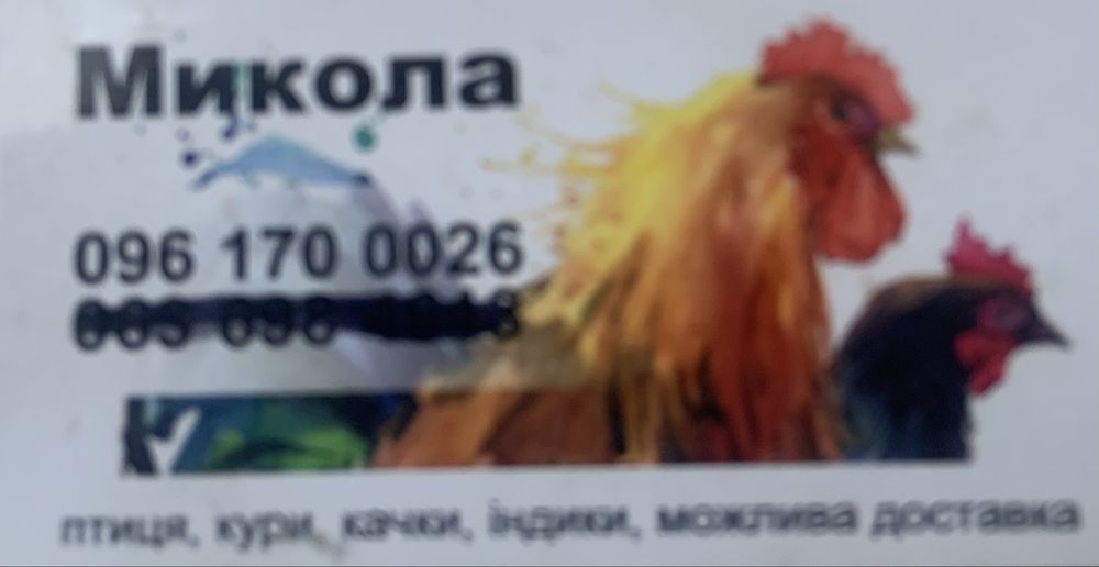 Кури, бройлери, качки