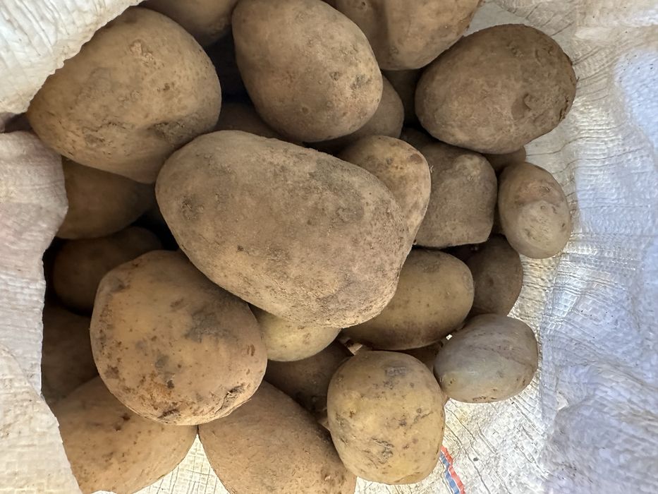 Картопля домашня