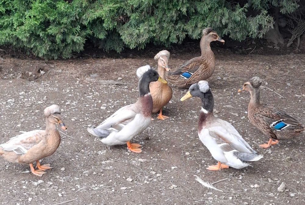 Gansos patos garnizas  perus