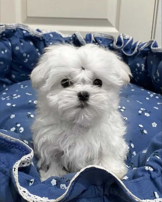 Bichon Maltês Macho  belo Pêlo