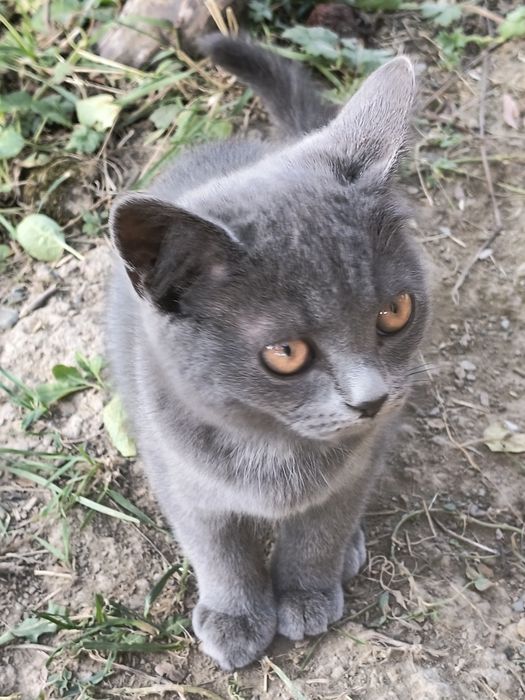 Віддаю котят  в добрі руки