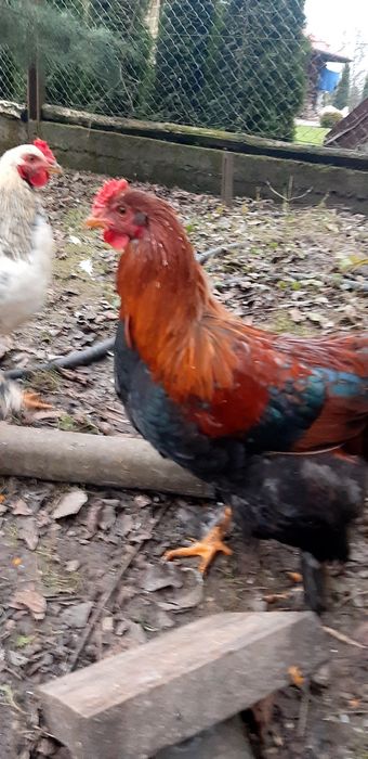 Півні домашні ..