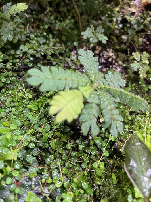 Rosliny do terrarium,paludarium tropikalnego , marcgravia, solanum