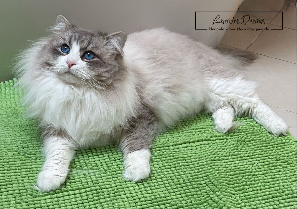 Espresso - kocurek Neva Masquerade (Lavender Dreams*PL)