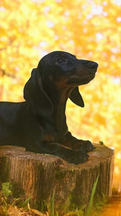 Стандартна такса