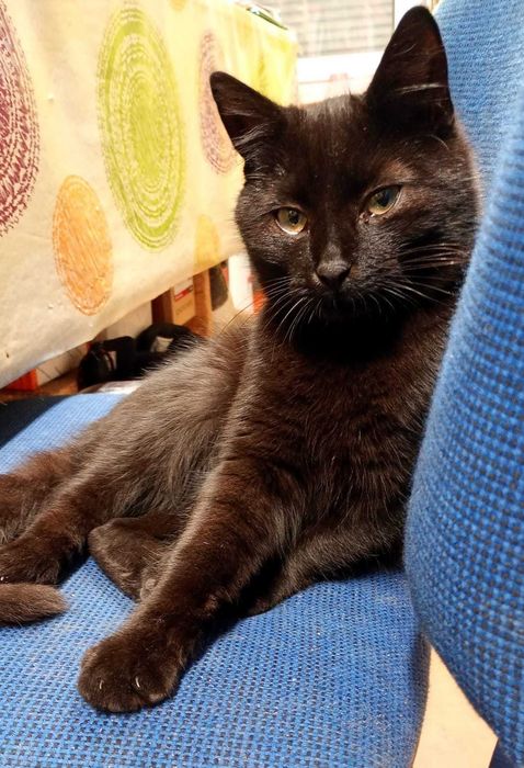 Czarny kocurek do adopcji