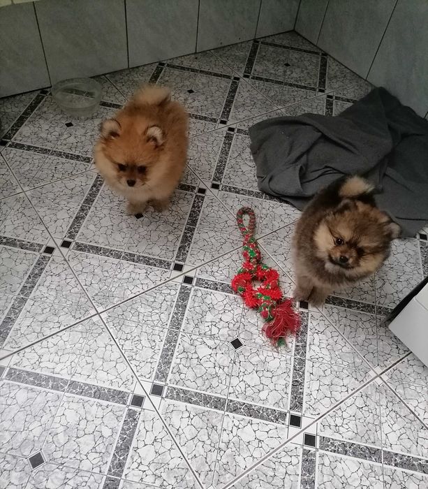 Sprzedam Szpic Miniaturowy Pomeranian