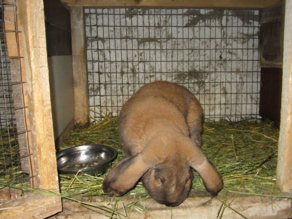 Продам кролят (французский баран)