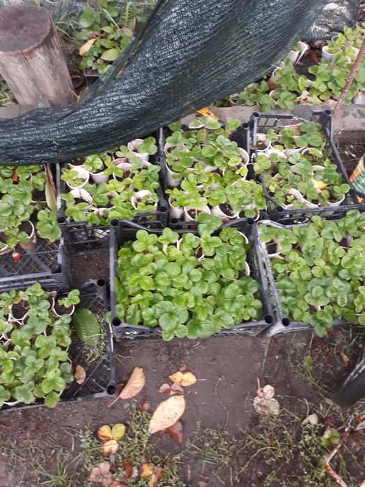 Продам пилосос миючий.