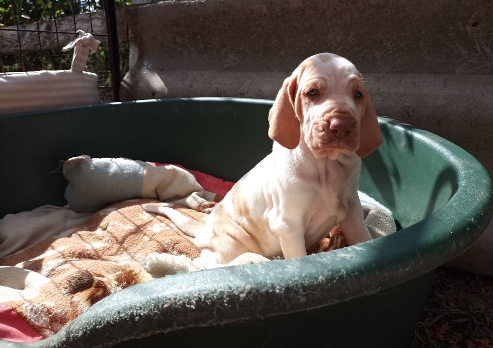 Бракко Итальяно, легавая