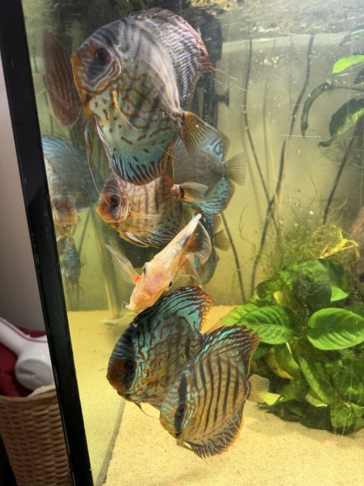 Aquário completo 300L