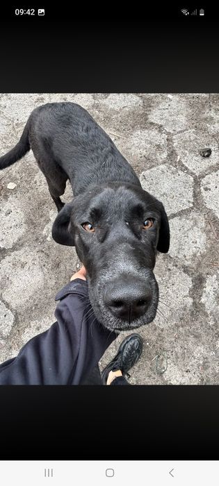 Bailey pies w typie Labka ma tylko 12 miesięcy