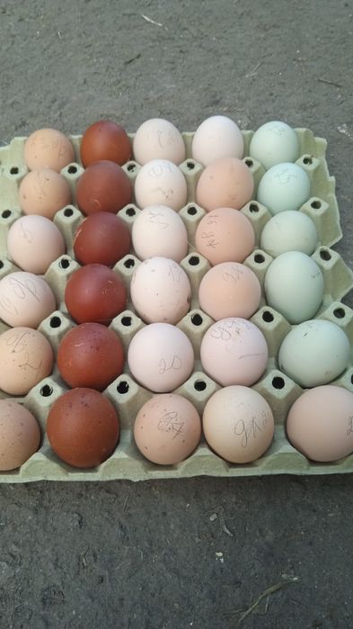 Інкубаційне яйце