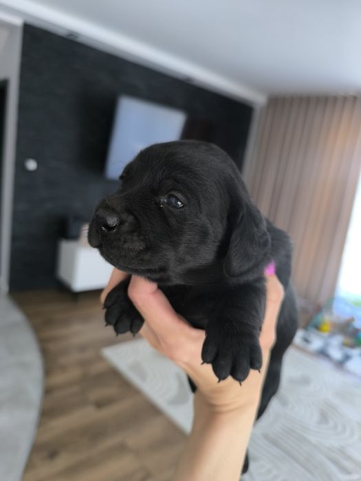 Pieski po spanielu
