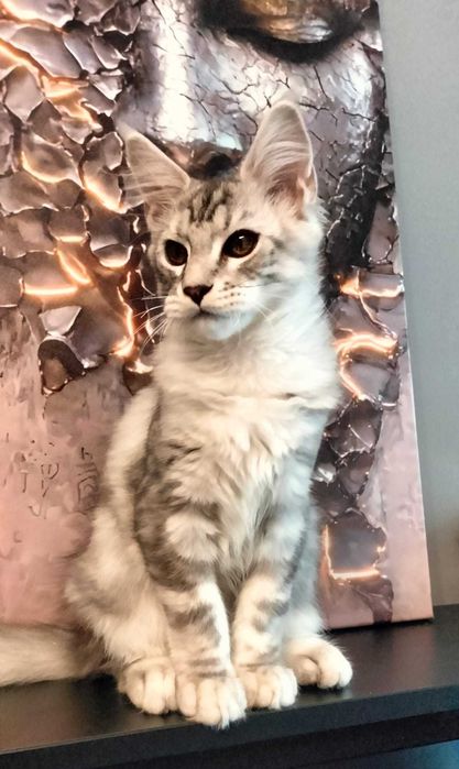 Rasowy kotek Maine Coon z rodowodem FPL– gotowy do zmiany domu!