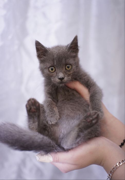 Сіренька киця 5 місяців шукає люблячу сімю