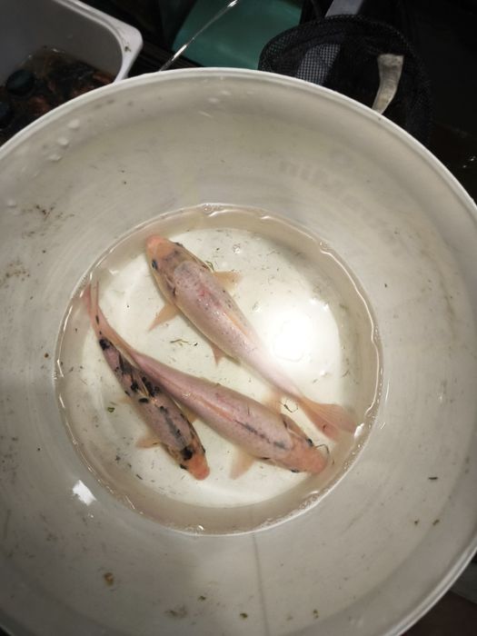 Carpas koi criação propria