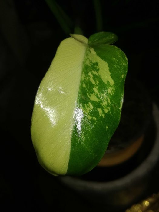 Philodendron Gold Dragon Variegata UNIKAT monstera SUPER CENA! Łodyżka