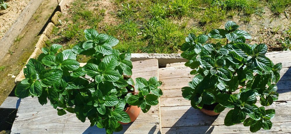 Planta Hortelã Pimenta em Vaso