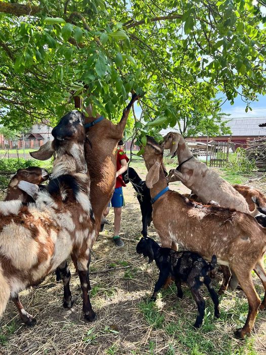 Англо-Нубійські кози 100%