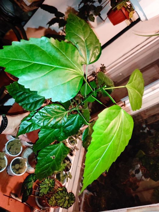 Крассула, алоє, гибискус (китайская роза)