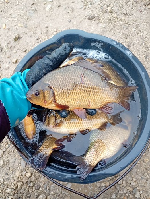 Płoć 15-20cm . Leszcz , Sandacz , Okoń ,Węgorz.