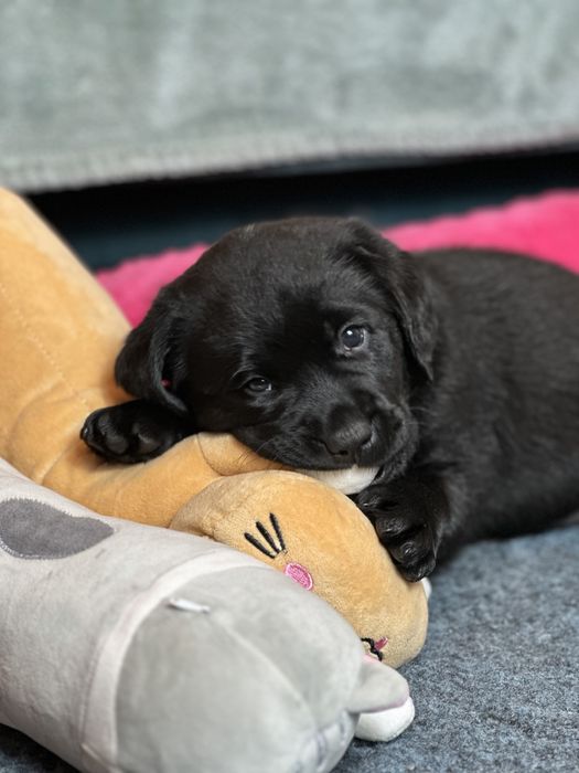 Labrador Retriever - ZKwP/FCI piekna czarna suczka