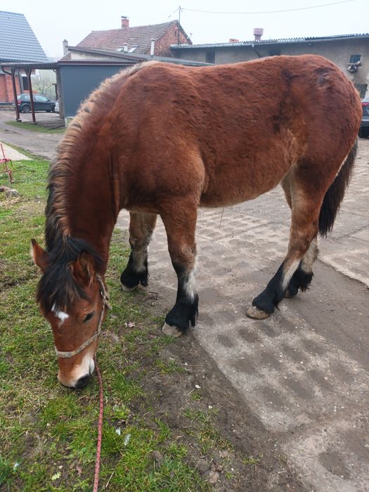 Klaczka zimnokrwista