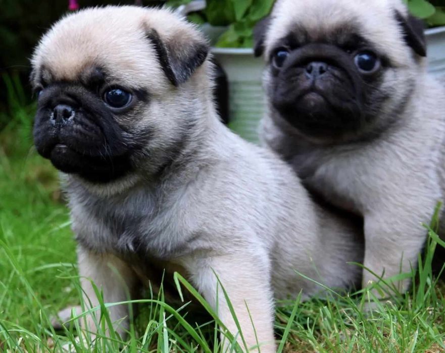 Mops mopsik mopsy ZKwP FCI