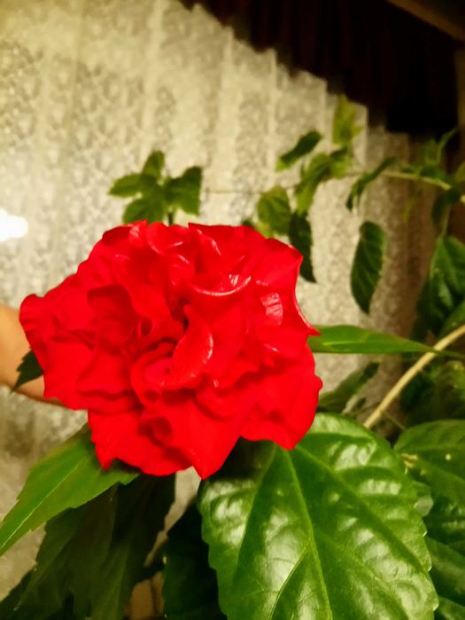 Róża chińska z pełnymi kwiatami