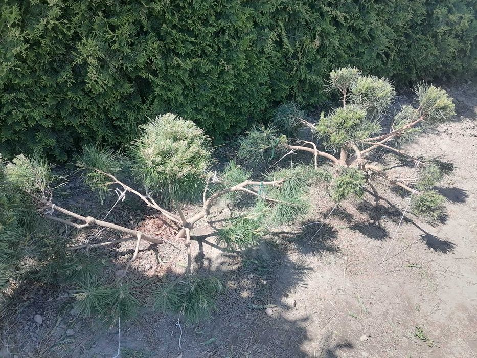 Krzewy - Bonsai.