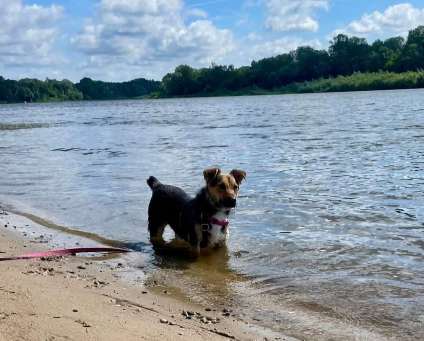 Bilonek- mały psiak bez ogonka