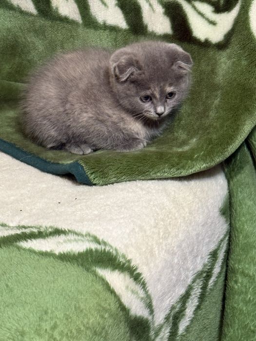 Подарую кошенят в добрі руки