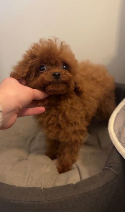 Pudel toy Teacup