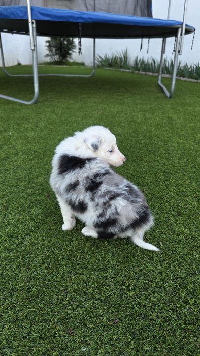 Border Collie Blue Merle Fêmea (olhos azuis)