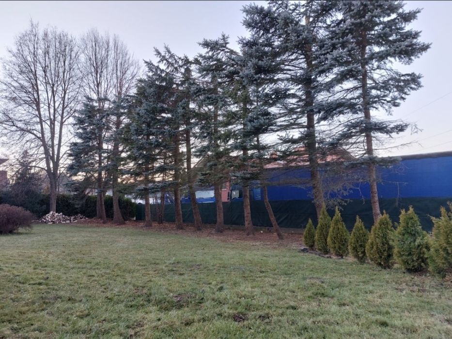 Wycinka Drzew Trudnych Sprzątnie Działek Cała Małopolska Szybki Termin