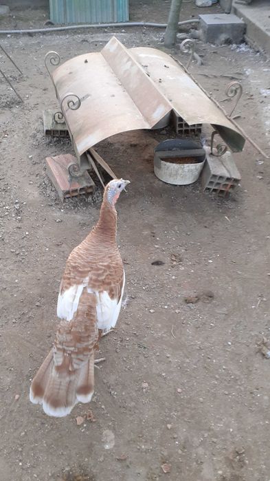 Ovos galados de galinhas Jersey gigante e sedosas do Japão