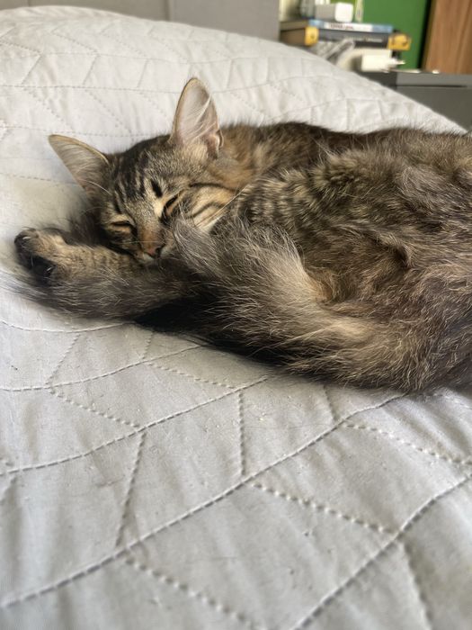 Мікро  мейн-куни :) - близнюки  зі сходу))