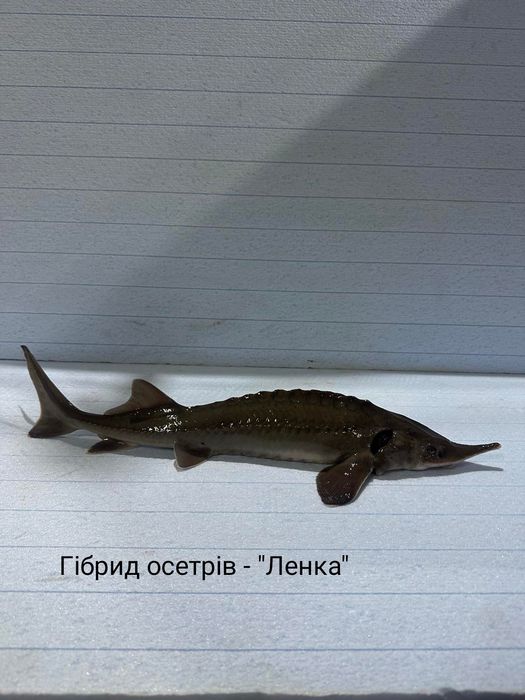 Зарибок - малок : Роло ; Ленка ; Російський осетр та інші види