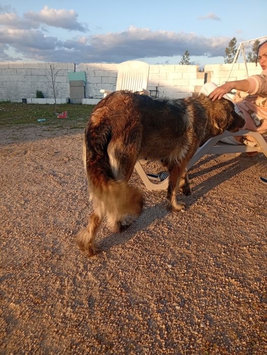 Cão serra da estrela fêmea