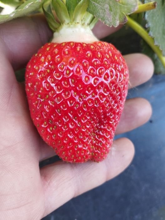 Полуниця саджанці...