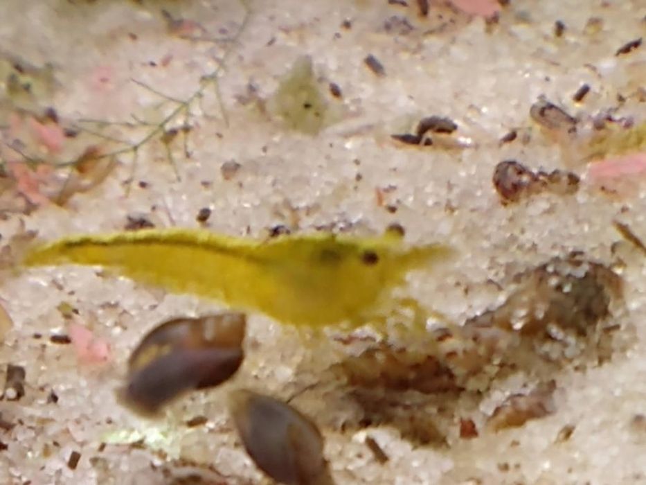 Krewetki neocaridina  yellow, żółta krewetka