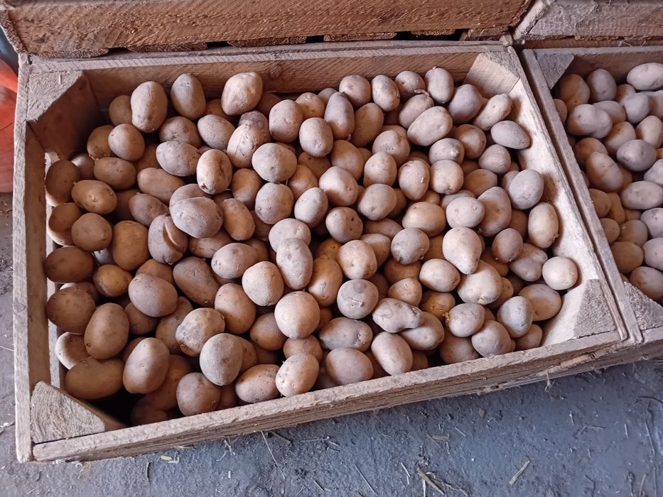 Sprzedam sadzeniaki odmiana Lord